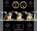 Small #6 Maltipoo