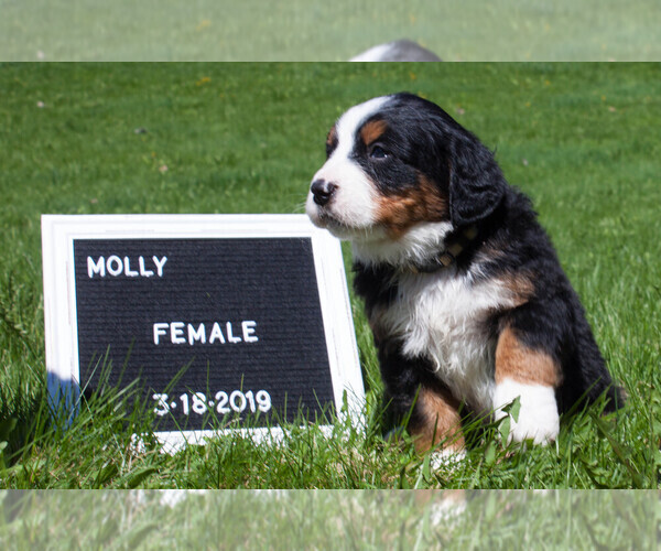 Medium Photo #1 Bernese Mountain Dog Puppy For Sale in BONNERS FERRY, ID, USA