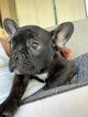 Small Photo #2 French Bulldog Puppy For Sale in BRADLEY INTERNATIONAL, CA, USA