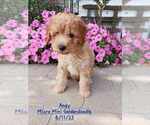 Puppy Andy Goldendoodle (Miniature)