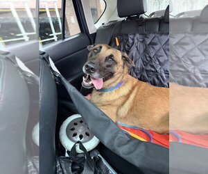 Mutt Dogs for adoption in Imlay City, MI, USA