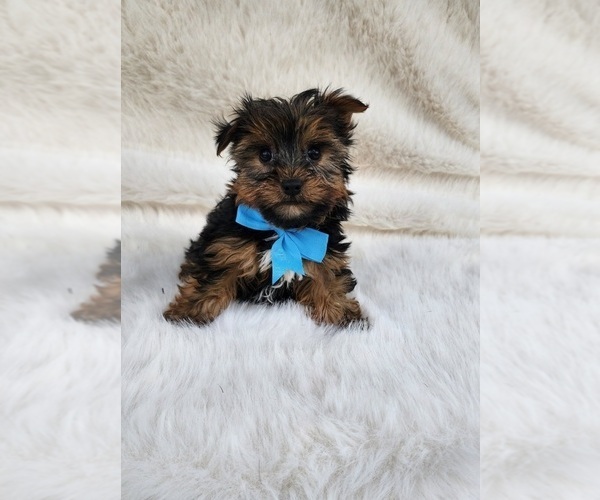 Medium Photo #2 Yorkshire Terrier Puppy For Sale in INDIANAPOLIS, IN, USA