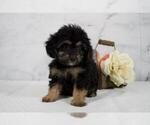 Small Cavalier King Charles Spaniel-Poodle (Toy) Mix