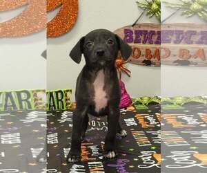 Chiweenie Dogs for adoption in SHERBURNE, NY, USA