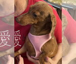 Small #2 Dachshund