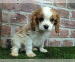 Small #9 Cavalier King Charles Spaniel