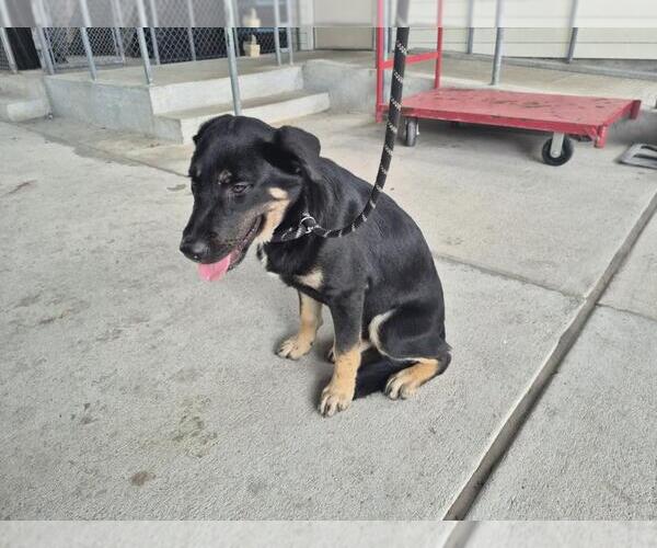 Medium Photo #1 German Shepherd Dog-Unknown Mix Puppy For Sale in Texas City, TX, USA
