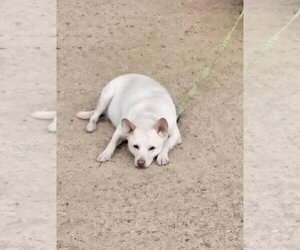 OoYoo - Foster or Adopt Me! - Female Canaan Dog-Unknown Mix Dog for Adoption - Photo #7