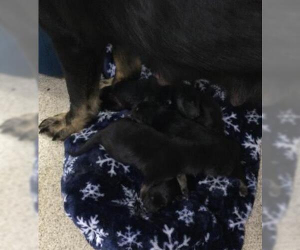 Medium Photo #1 German Shepherd Dog-Unknown Mix Puppy For Sale in Riverside, CA, USA