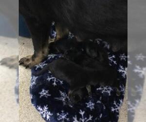 German Shepherd Dog-Unknown Mix Dogs for adoption in Riverside, CA, USA