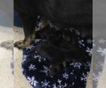 Small German Shepherd Dog Mix