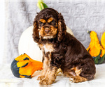 Puppy Polly Cocker Spaniel