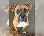 Small #1 Boxer