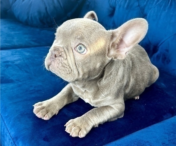 Medium Photo #3 French Bulldog Puppy For Sale in FRANKLIN SQUARE, NY, USA