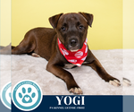 Small #14 Labrador Retriever Mix