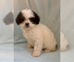Small #8 Cavapoo (Miniature)