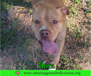 Flora - Female American Pit Bull Terrier-Unknown Mix Dog for Adoption - Photo #5