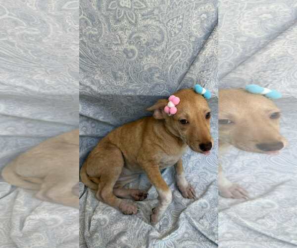 Medium Photo #2 Chihuahua-Unknown Mix Puppy For Sale in NYC, NY, USA