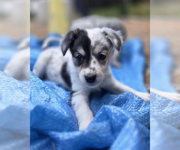 Medium Photo #1 Mutt Puppy For Sale in Garden City, NY, USA