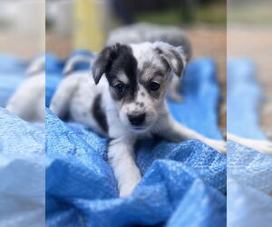 Mutt Dogs for adoption in Garden City, NY, USA