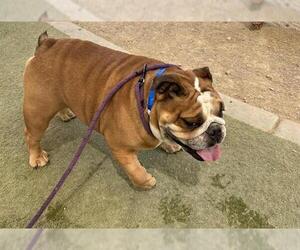 Bulldog-Unknown Mix Dogs for adoption in Las Vegas, NV, USA