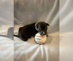 Small #11 Shepradors