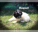 Small Photo #13 Poodle (Toy) Puppy For Sale in CHANUTE, KS, USA