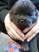 Small Photo #2 Chow Chow Puppy For Sale in HILLPOINT, WI, USA