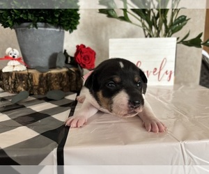 Rat Terrier Puppy for sale in TAMPICO, IL, USA