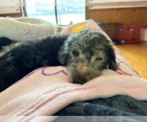 Sammie - Male Doxiepoo (Miniature) Dog for Adoption - Photo #2