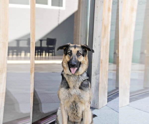 Medium Photo #13 German Shepherd Dog Puppy For Sale in Sandy, UT, USA