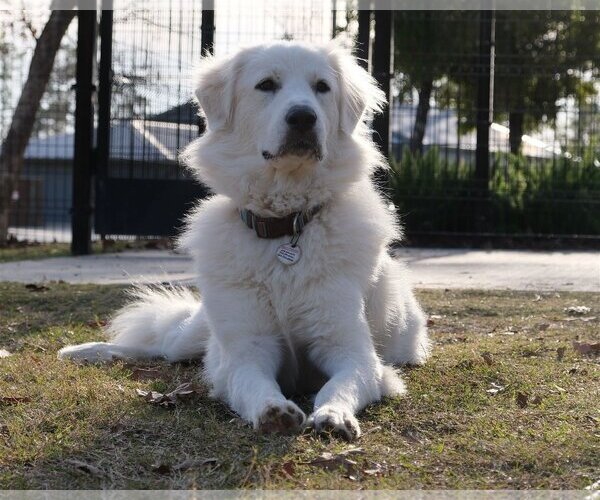 Medium Photo #49 Great Pyrenees Puppy For Sale in Spring, TX, USA