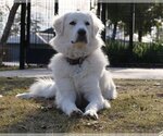 Small Photo #49 Great Pyrenees Puppy For Sale in Spring, TX, USA