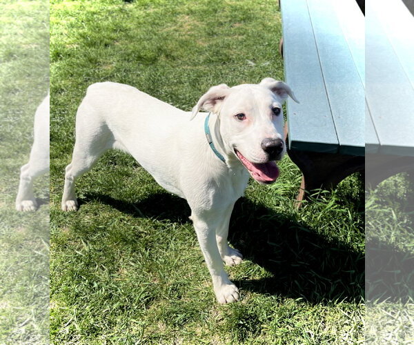 Medium Photo #5 Boxer-Dalmatian Mix Puppy For Sale in Estherville, IA, USA