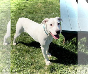 Chase - Male Boxer-Dalmatian Mix Dog for Adoption - Photo #5