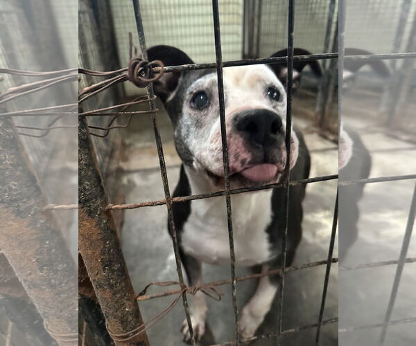 Medium Photo #3 American Staffordshire Terrier-Unknown Mix Puppy For Sale in Jackson, MS, USA