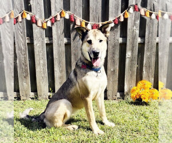 Medium Photo #3 Mutt Puppy For Sale in Spring Lake, NJ, USA