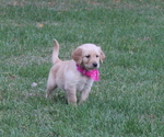 Small Photo #1 Golden Retriever Puppy For Sale in IMLAY, MI, USA