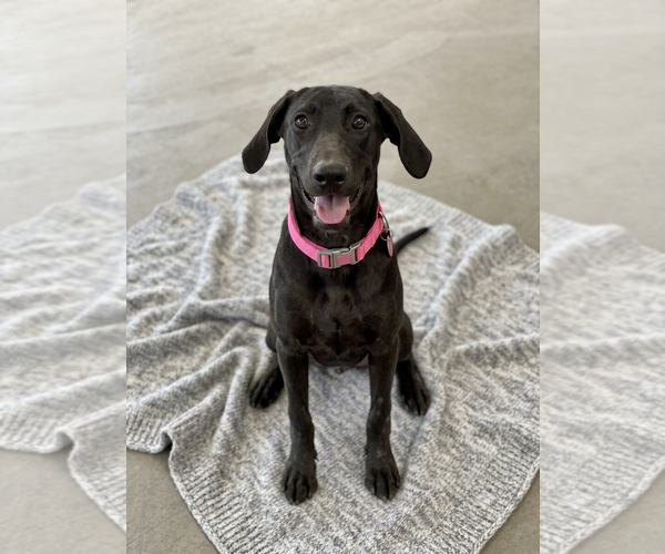 Medium Photo #1 Mutt Puppy For Sale in Genesee, WI, USA