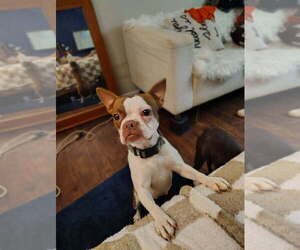 Mother of the Boston Terrier puppies born on 02/16/2026