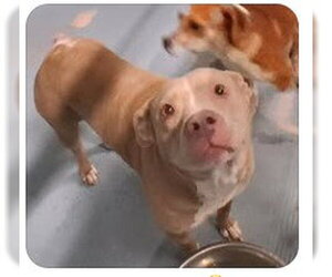 Lola - Female Labrador Retriever-Unknown Mix Dog for Adoption - Photo #3
