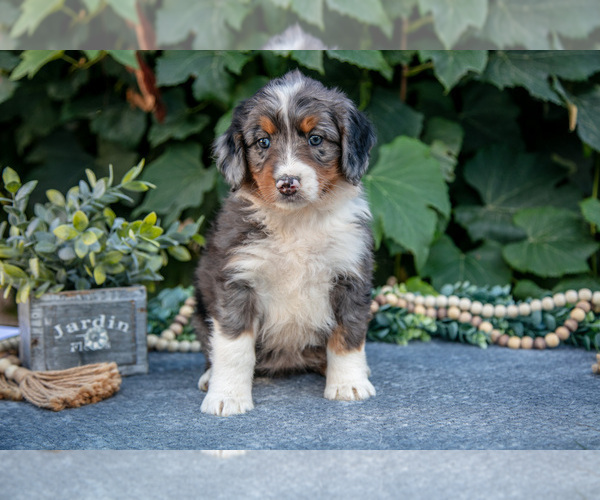 Medium Photo #2 Bernedoodle (Miniature) Puppy For Sale in APPLE CREEK, OH, USA