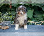 Small #1 Bernedoodle (Miniature)