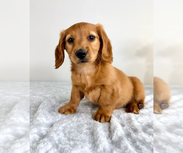 Medium Photo #3 Dachshund Puppy For Sale in GREENFIELD, IN, USA