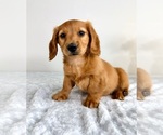 Small #2 Dachshund