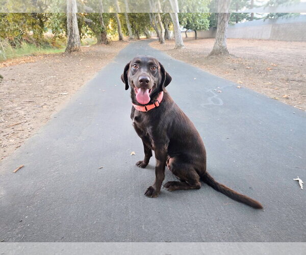 Medium Photo #1 Labrador Retriever-Unknown Mix Puppy For Sale in Clovis, CA, USA
