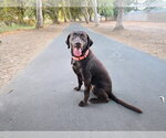 Nike - Female Labrador Retriever-Unknown Mix Dog for Adoption - Small photo