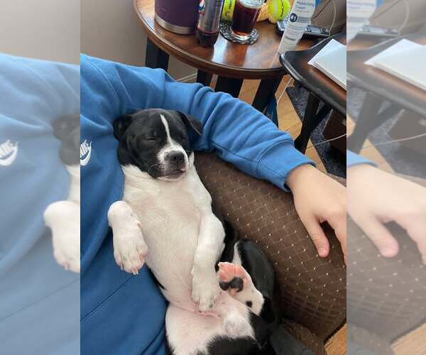 Medium Photo #4 Mutt Puppy For Sale in Shelburne, VT, USA