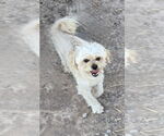 Small #2 Poodle (Miniature) Mix