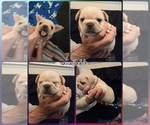 Small #8 French Bulldog